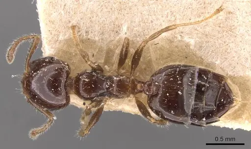 Crematogaster treubi specimen CASENT0908373 image casent0908373_1