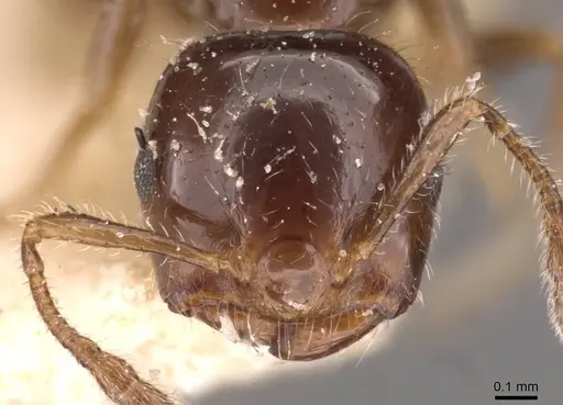 Crematogaster treubi specimen CASENT0908373 image casent0908373_2