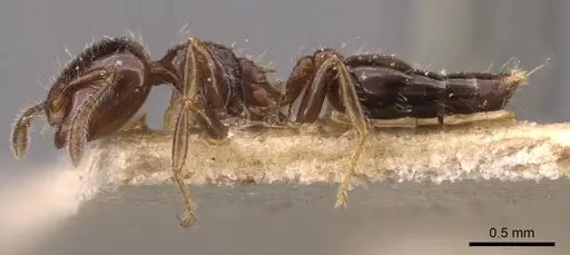 Crematogaster treubi specimen CASENT0908373 image casent0908373_3
