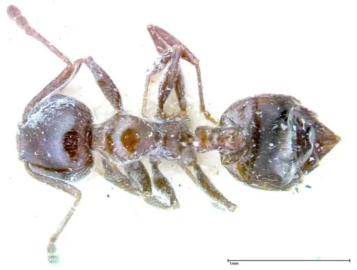 Crematogaster treubi specimen FOCOL0261 image focol0261_1