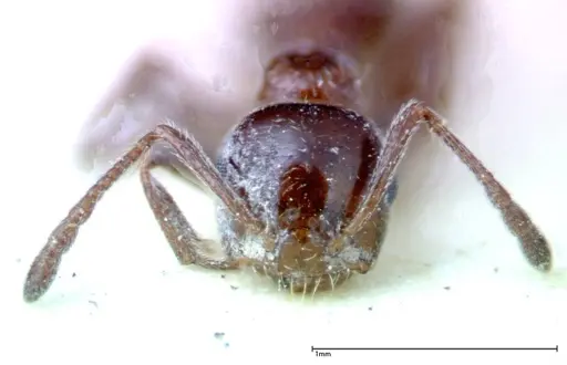 Crematogaster treubi specimen FOCOL0261 image focol0261_2