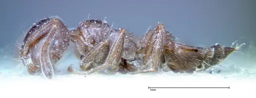 Crematogaster treubi specimen FOCOL0261 image focol0261_3