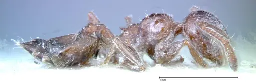 Crematogaster treubi specimen FOCOL0261 image focol0261_4