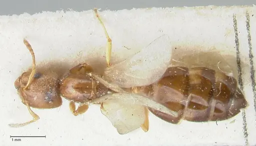 Crematogaster treubi specimen FOCOL1632 image focol1632_1