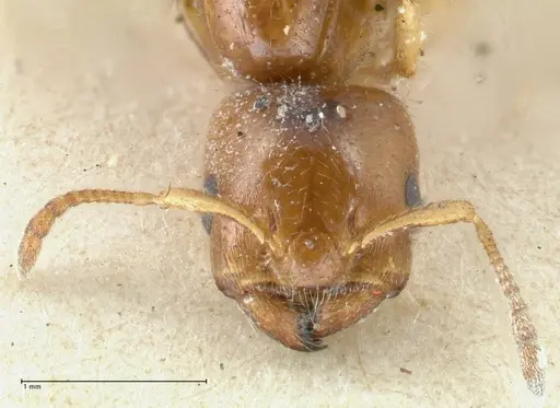 Crematogaster treubi specimen FOCOL1632 image focol1632_2
