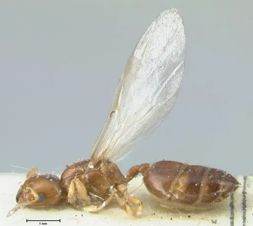 Crematogaster treubi specimen FOCOL1632 image focol1632_3