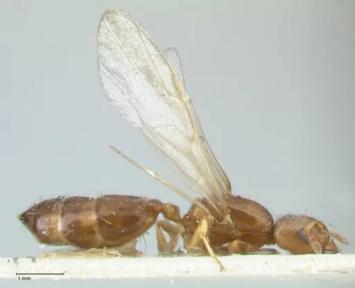 Crematogaster treubi specimen FOCOL1632 image focol1632_4