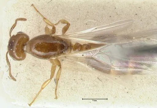 Crematogaster treubi specimen FOCOL1633 image focol1633_1