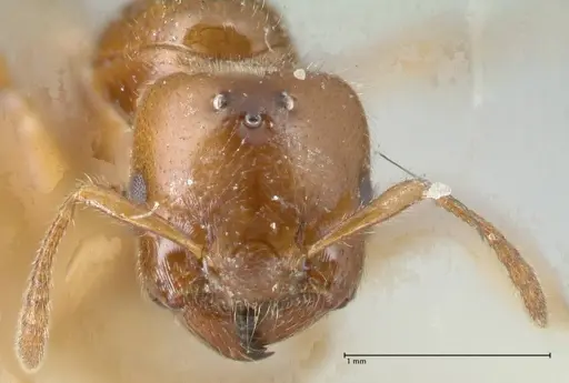 Crematogaster treubi specimen FOCOL1633 image focol1633_2