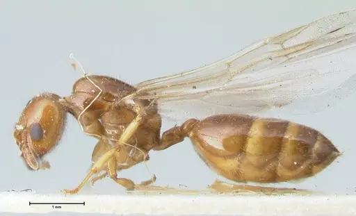 Crematogaster treubi specimen FOCOL1633 image focol1633_3