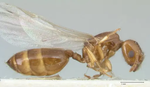 Crematogaster treubi specimen FOCOL1633 image focol1633_4
