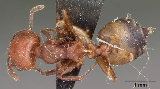 Crematogaster tricolor specimen CASENT0104590 image casent0104590_1
