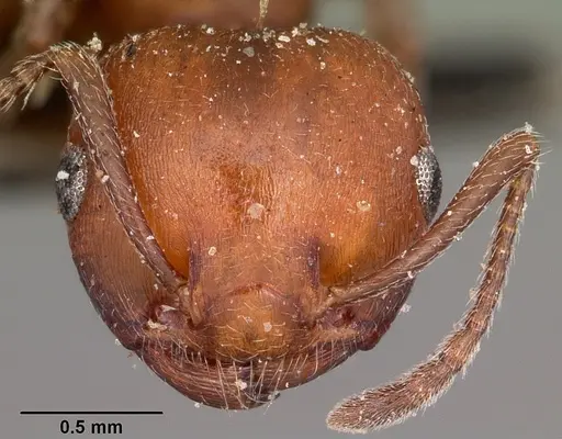 Crematogaster tricolor specimen CASENT0104590 image casent0104590_2