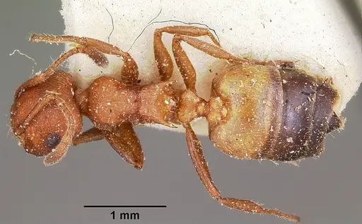 Crematogaster tricolor specimen CASENT0104591 image casent0104591_1