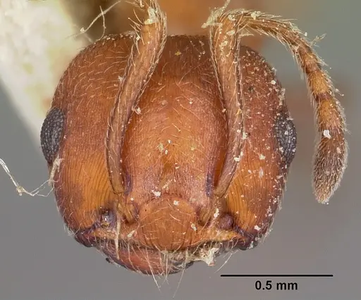 Crematogaster tricolor specimen CASENT0104591 image casent0104591_2
