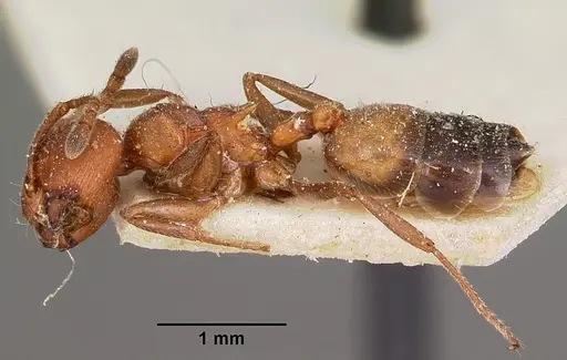 Crematogaster tricolor specimen CASENT0104591 image casent0104591_3