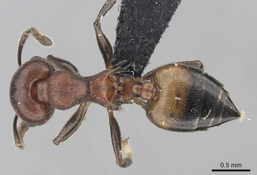 Crematogaster tricolor specimen CASENT0120944 image casent0120944_1
