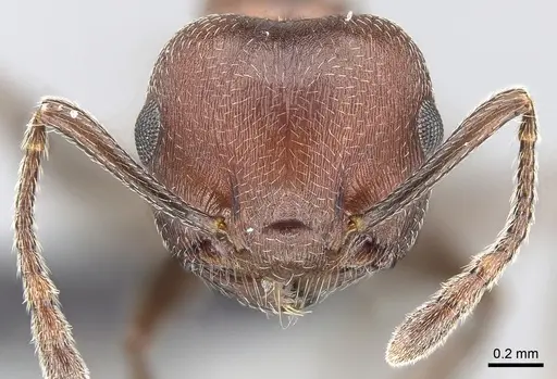 Crematogaster tricolor specimen CASENT0120944 image casent0120944_2