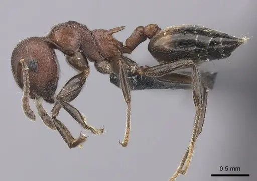 Crematogaster tricolor specimen CASENT0120944 image casent0120944_3