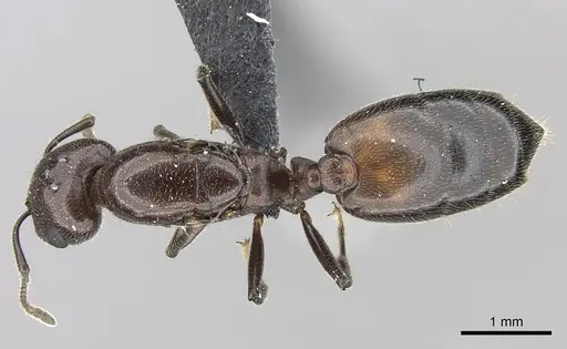 Crematogaster tricolor specimen CASENT0120949 image casent0120949_1