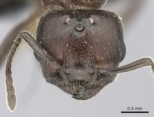 Crematogaster tricolor specimen CASENT0120949 image casent0120949_2