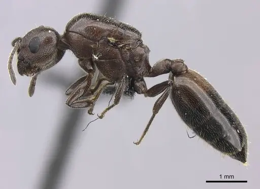 Crematogaster tricolor specimen CASENT0120949 image casent0120949_3
