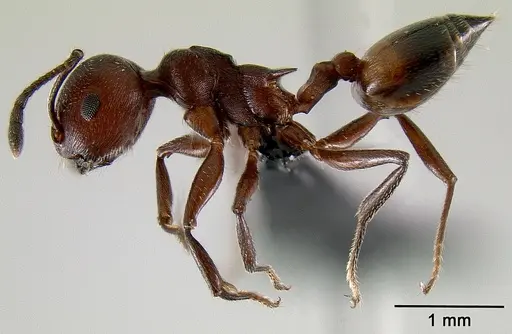 Crematogaster tricolor specimen CASENT0121078 image casent0121078_1