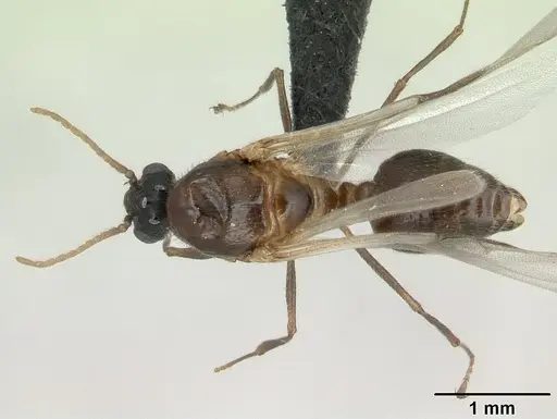 Crematogaster tricolor specimen CASENT0136505 image casent0136505_1