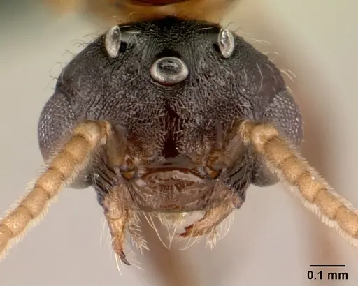 Crematogaster tricolor specimen CASENT0136505 image casent0136505_2
