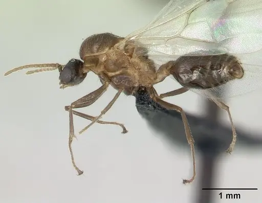 Crematogaster tricolor specimen CASENT0136505 image casent0136505_3