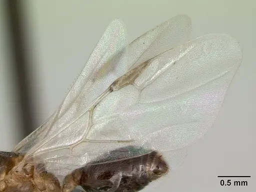 Crematogaster tricolor specimen CASENT0136505 image casent0136505_4