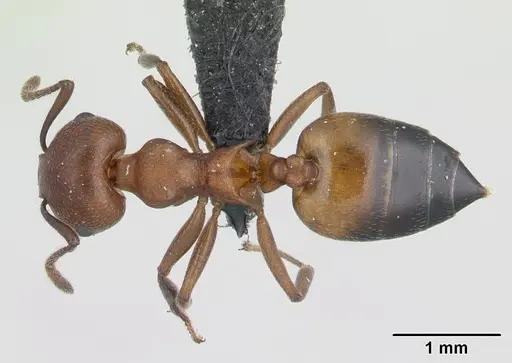 Crematogaster tricolor specimen CASENT0178194 image casent0178194_1