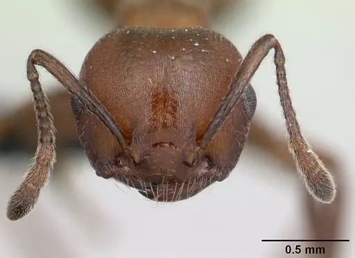 Crematogaster tricolor specimen CASENT0178194 image casent0178194_2