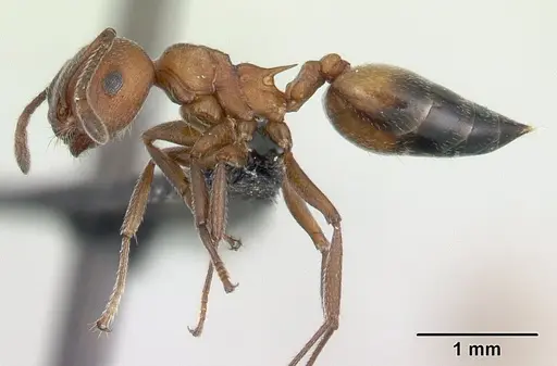 Crematogaster tricolor specimen CASENT0178194 image casent0178194_3