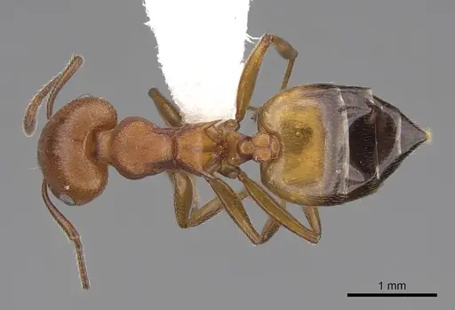 Crematogaster tricolor specimen CASENT0922647 image casent0922647_1