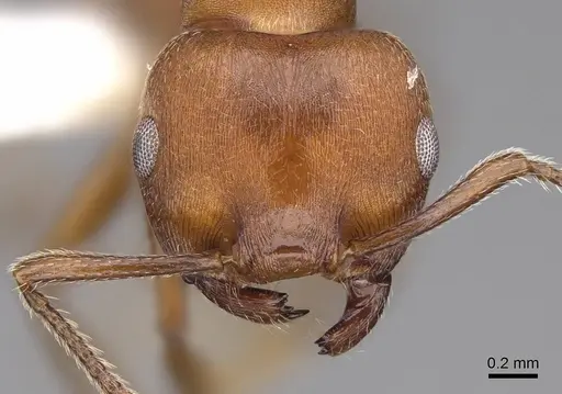 Crematogaster tricolor specimen CASENT0922647 image casent0922647_2