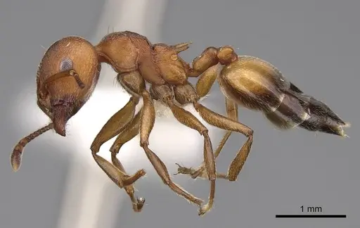 Crematogaster tricolor specimen CASENT0922647 image casent0922647_3