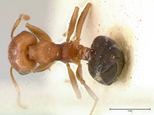 Crematogaster tricolor specimen FOCOL0428-1 image focol0428-1_1