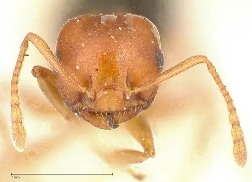 Crematogaster tricolor specimen FOCOL0428-1 image focol0428-1_2