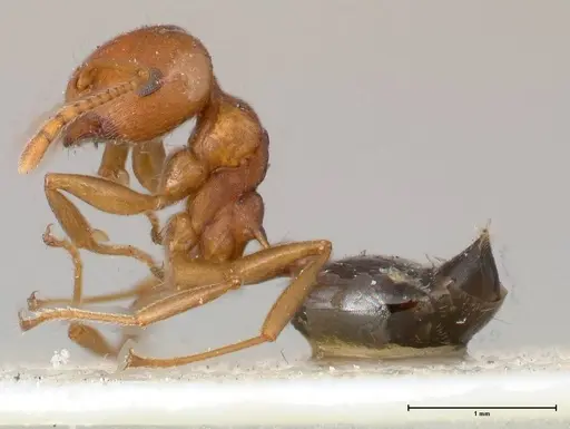 Crematogaster tricolor specimen FOCOL0428-1 image focol0428-1_3