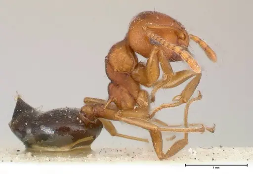 Crematogaster tricolor specimen FOCOL0428-1 image focol0428-1_4