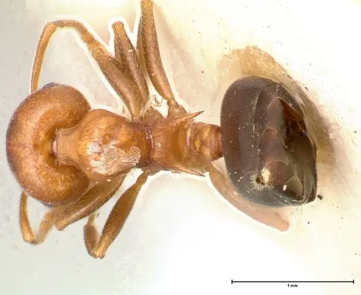 Crematogaster tricolor specimen FOCOL0428-2 image focol0428-2_1