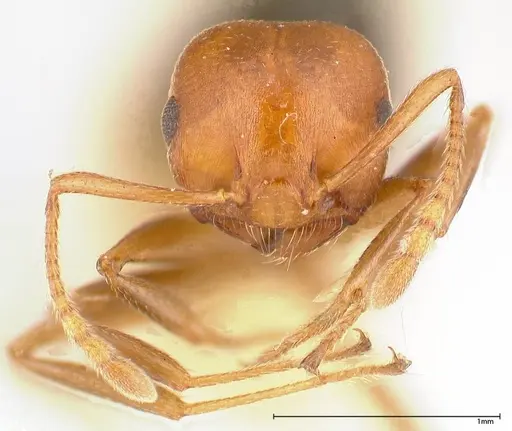 Crematogaster tricolor specimen FOCOL0428-2 image focol0428-2_2