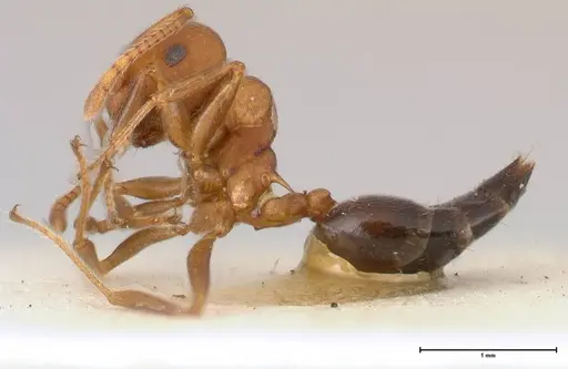 Crematogaster tricolor specimen FOCOL0428-2 image focol0428-2_3