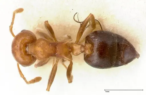 Crematogaster tricolor specimen FOCOL0428-3 image focol0428-3_1