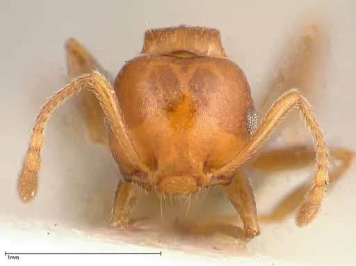 Crematogaster tricolor specimen FOCOL0428-3 image focol0428-3_2