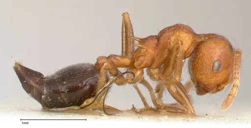 Crematogaster tricolor specimen FOCOL0428-3 image focol0428-3_3
