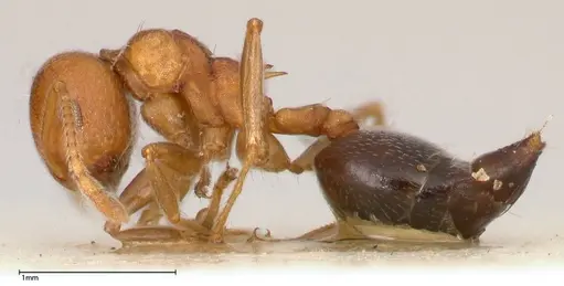 Crematogaster tricolor specimen FOCOL0428-3 image focol0428-3_4