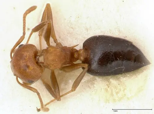 Crematogaster tricolor specimen FOCOL0428-4 image focol0428-4_1