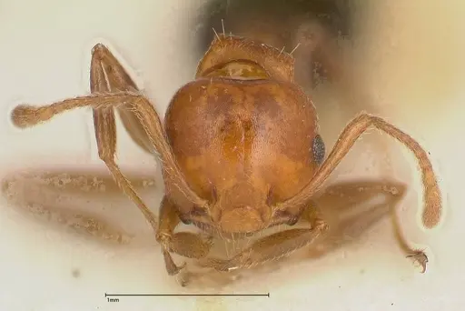 Crematogaster tricolor specimen FOCOL0428-4 image focol0428-4_2